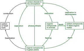 carbon cycle simple explanation