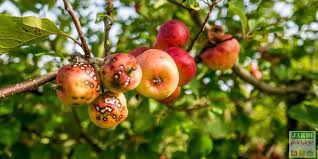 Le cerisier est l'un des fruitiers les plus courants de nos vergers. Maladies Du Pommier Les Reperer Traiter Jardipartage
