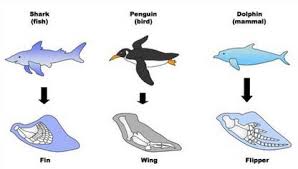 (1) flippers of penguin and dolphin (2) fins of shark and flippers of whale (3) trunk of an elephant and hand of a monkey (4) hands of human of wings of bat. Https Documen Site Download File 5af64dd0e30db Pdf