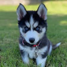 home siberian husky puppies