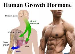 increased growth hormone