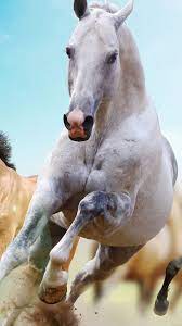 Horses Run Animal - HD Wallpapers and ...