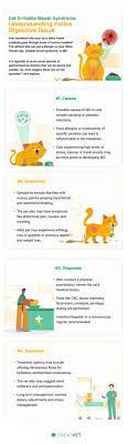 cats with irritable bowel syndrome