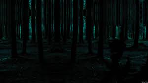 free dark forest night