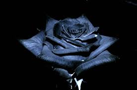 100 black rose wallpapers