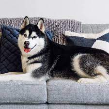 14 pet friendly couches in 2023 best