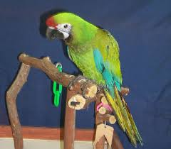 Macaw Care Guide All About Macaws