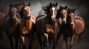 7 horse picture background images hd
