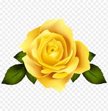 hd png png image of yellow rose flower