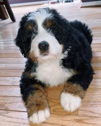 The australian bernedoodle is a mixture between a bernese mountain dog and an australian finding the right bernedoodle puppy can be confusing and costly. Best Bernedoodle Breeders In California Top 5 2021 We Love Doodles