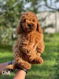 imported toy poodle male 3 months full