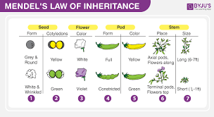 Mendels Laws Of Inheritance Mendels Laws And Experiments