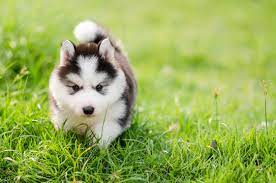 siberian husky puppies images browse