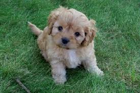 Being a boutique breeder allows us to spend that much needed time with each and every puppy to ensure they are. I Want A Cavapoo I Will Name Her Maya Cavapoo Dogs Cavapoo Puppies Cavapoo