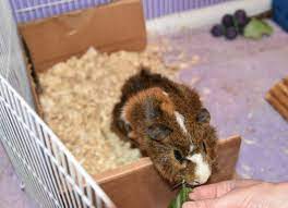 how to litter train guinea pigs in 8