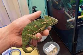Getting to know a new pet is always a joy, and veiled chameleons are no exception. How To Pet A Chameleon