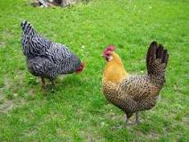 can-chickens-roam-free-in-the-yard