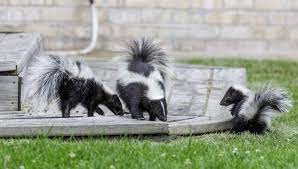 get rid of skunk smell in the house