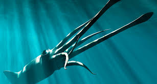 Google search songstats save to collection. Close Encounters With A Big Squid Hakai Magazine
