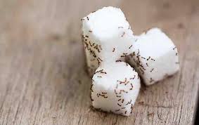how to get rid of sugar ants at home