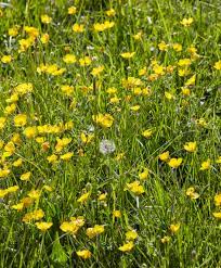 wildflowers of britain