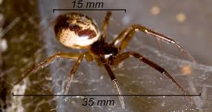 How To Identify A False Widow Spider The False Widow Spider