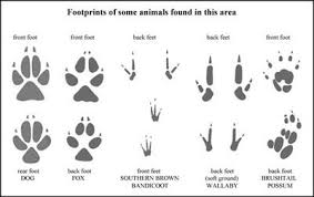 Animal Footprint Identification Chart Animal Footprints