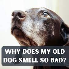 why does my senior dog smell so bad