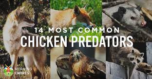 Identifying 14 Common Chicken Predators And How To Protect