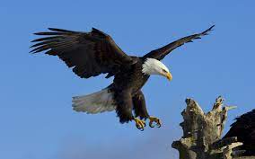 eagle wallpapers hd wallpapers