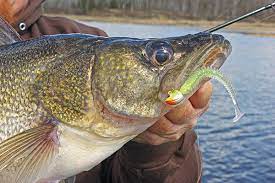 Pitching Baits To Shallow Walleyes In