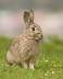 Obraz How many years do bunnies live?