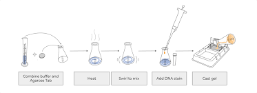 how to pour an agarose gel minipcr bio