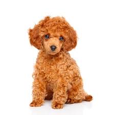 poodle toy poodle hypoallergenic