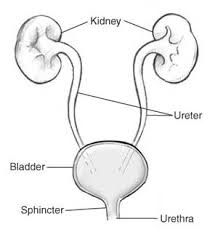 foundations quiz 6 urinary and bowel