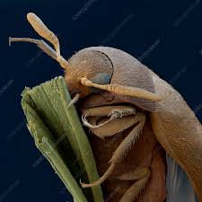 brown carpet beetle sem stock image