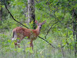 Deer Season In Galloway Tips On
