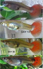 Stages Of Pregnant Guppy Fish Blackmores Pregnancy