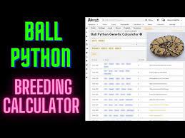 ball python breeding calculator you