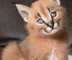 Worldwide price :$$$$ location : Serval And Savannah Caracal Registered Kittens Flake Ads Free Ads United Kingdom