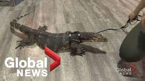 News blooper: Reptile explosively poops on camera - YouTube