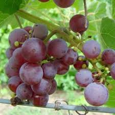 Which grape color is best for you? 45 Utah Garden Plants Ideas Plants Berry Plants Garden Plants