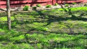 keeping birds away from seeded lawn
