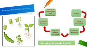 Eveil scientifique : Le cycle de vie d'une plante. SVT CM1 - YouTube