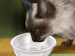 How To Care For Siamese Kittens 14 Steps With Pictures