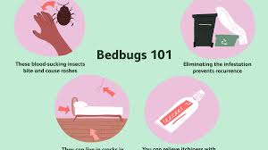 how bedbugs are treated