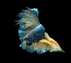 betta wallpapers for mobile