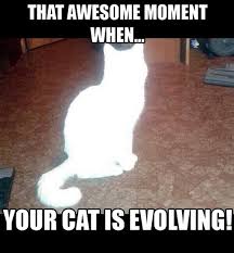 Cat memes are considered to be universal ones, which are used for all occasions! Anniversary Meme Cat 10lilian