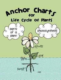 Plant Life Cycle Anchor Chart 2nd Grade Www