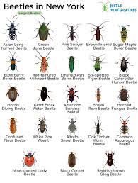 types of beetles in new york with pictures